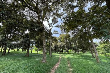 [NEAR KLIA] Durian Orchard Labu, Salak Tinggi For Sale