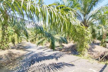 Jalan Bukit Cherakah