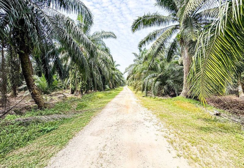 Agriculture Land Sungai Kelambu, Banting For Sale