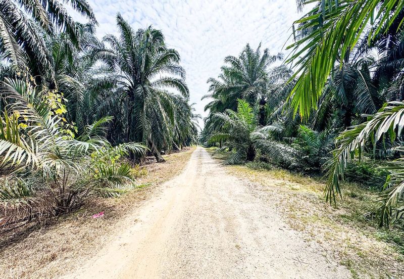 Agriculture Land Sungai Kelambu, Banting For Sale