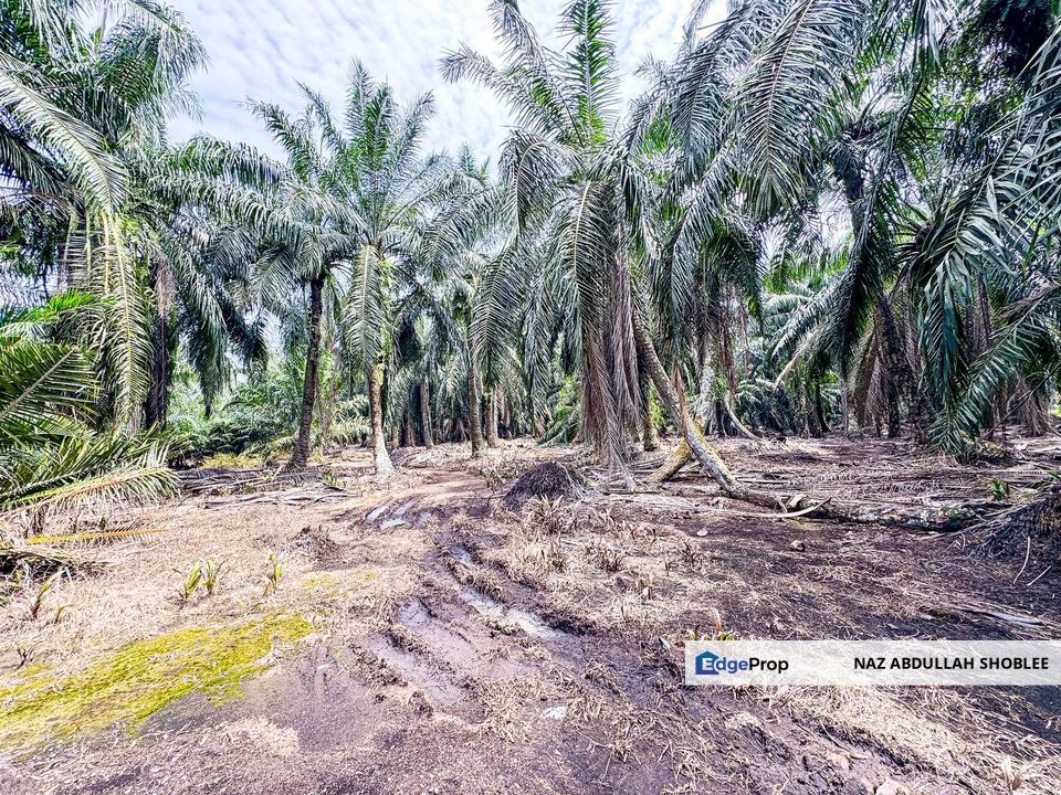 Agriculture Land Sungai Kelambu, Banting For Sale, Selangor, Banting