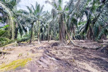 Agriculture Land Sungai Kelambu, Banting For Sale