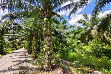 Residential Potential Development Land Panchang Bedena, Sabak Bernam For Sale