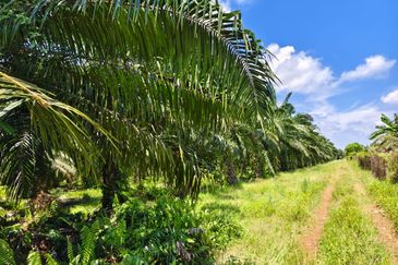 Residential Potential Development Land Panchang Bedena, Sabak Bernam For Sale