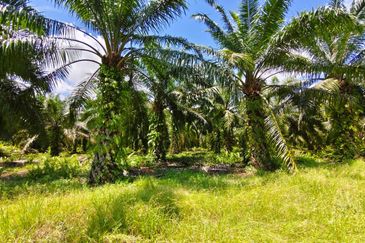 Residential Potential Development Land Panchang Bedena, Sabak Bernam For Sale