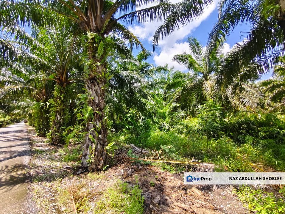 Residential Potential Development Land Panchang Bedena, Sabak Bernam For Sale, Selangor, Sabak Bernam