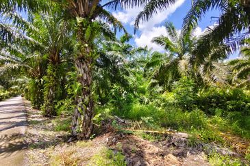 Residential Potential Development Land Panchang Bedena, Sabak Bernam For Sale