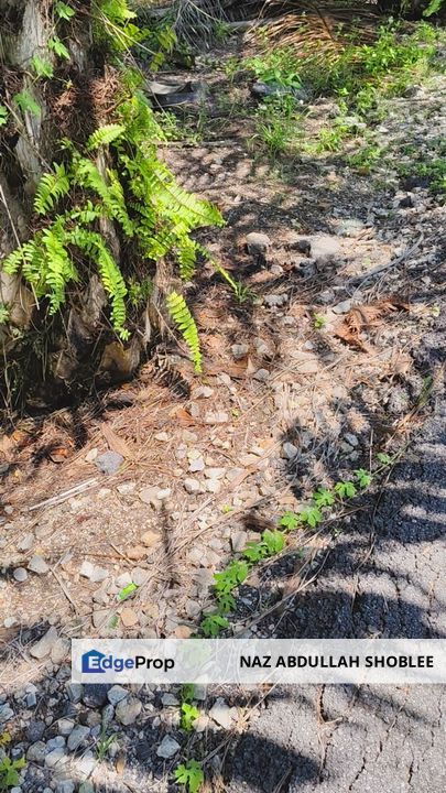 Residential Potential Development Land Panchang Bedena, Sabak Bernam For Sale, Selangor, Sabak Bernam