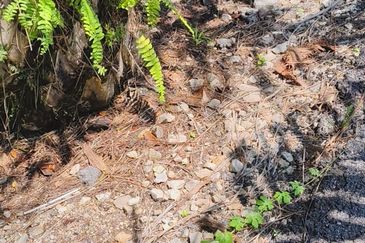 Residential Potential Development Land Panchang Bedena, Sabak Bernam For Sale