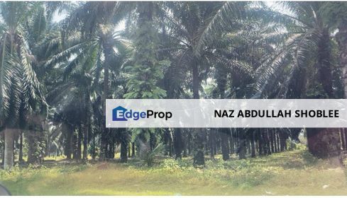 Palm Oil Plantation Kota Marudu, Sabah For Sale, Sabah, Kota Marudu
