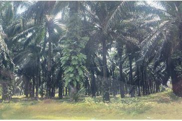 Palm Oil Plantation Kota Marudu, Sabah For Sale