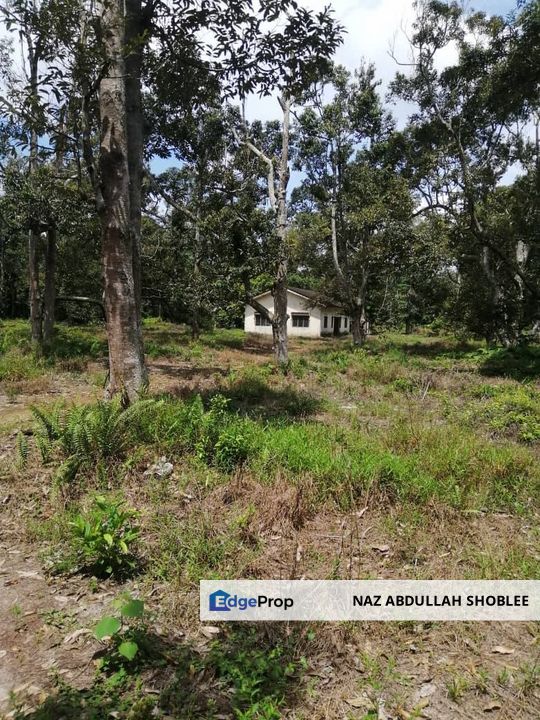 Durian Orchard Land Sungai Rambai, Jasin For Sale, Melaka, Sungai Rambai