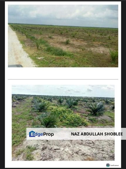Palm Oil Land Hutan Melintang, Perak For Sale, Perak, Bagan Datoh