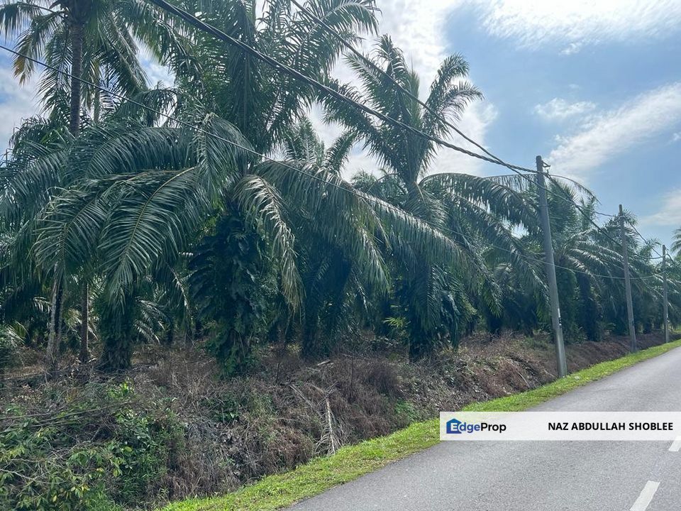 Agriculture Land Kampung Kelanang, Banting For Sale, Selangor, Banting