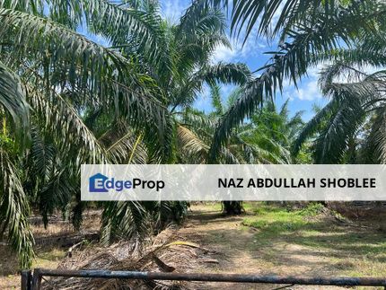 Agriculture Land Kampung Kelanang, Banting For Sale, Selangor, Banting