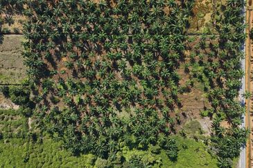 [FRONTING ROAD] Agriculture Land Kampung Ijok, Bestari Jaya For Sale