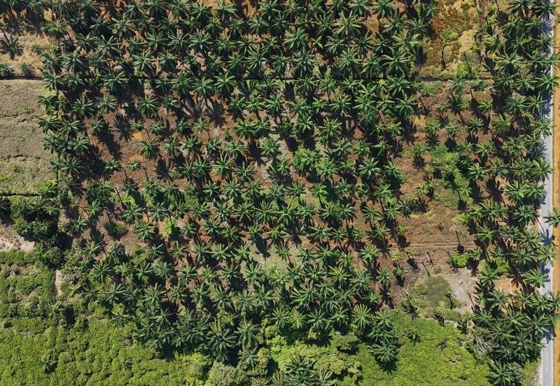 [FRONTING ROAD] Agriculture Land Kampung Ijok, Bestari Jaya For Sale