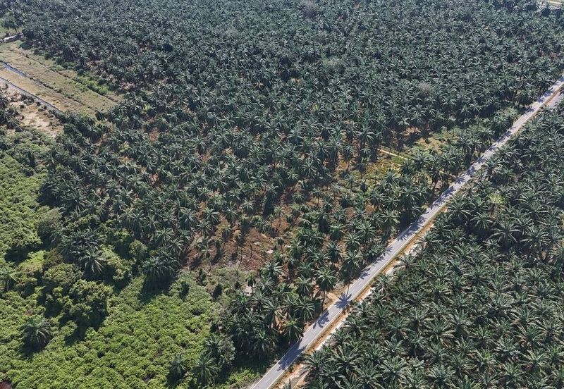 [FRONTING ROAD] Agriculture Land Kampung Ijok, Bestari Jaya For Sale