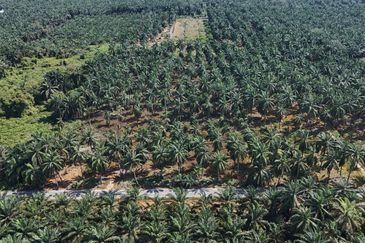 [FRONTING ROAD] Agriculture Land Kampung Ijok, Bestari Jaya For Sale