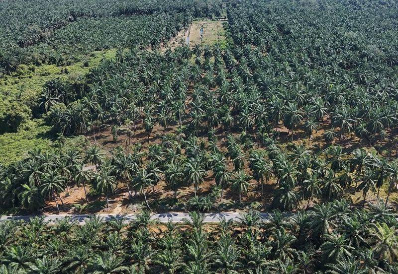 [FRONTING ROAD] Agriculture Land Kampung Ijok, Bestari Jaya For Sale