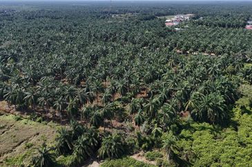 [FRONTING ROAD] Agriculture Land Kampung Ijok, Bestari Jaya For Sale