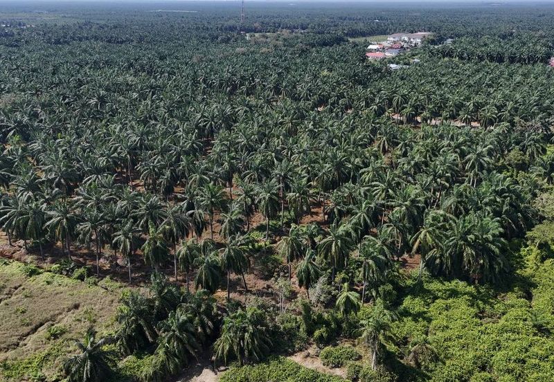 [FRONTING ROAD] Agriculture Land Kampung Ijok, Bestari Jaya For Sale