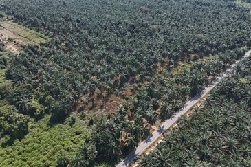 [FRONTING ROAD] Agriculture Land Kampung Ijok, Bestari Jaya For Sale