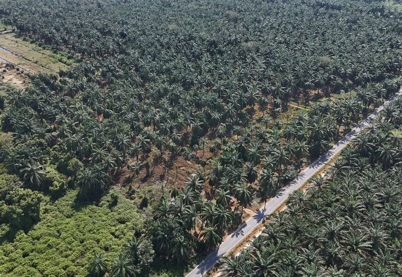 [FRONTING ROAD] Agriculture Land Kampung Ijok, Bestari Jaya For Sale