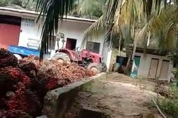 Oil Palm Plantation Muadzam Shah, Rompin For Sale