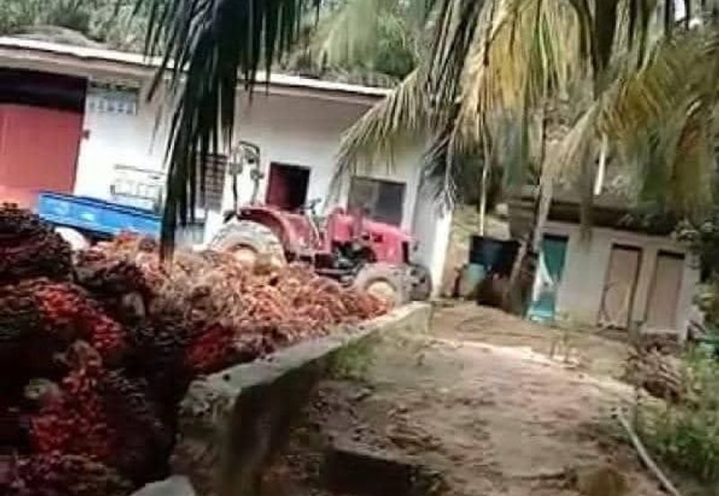 Oil Palm Plantation Muadzam Shah, Rompin For Sale