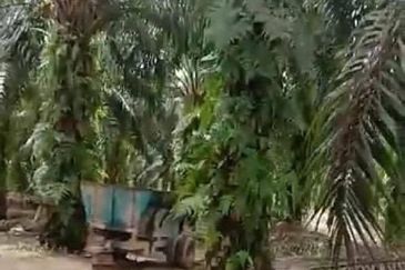 Oil Palm Plantation Muadzam Shah, Rompin For Sale