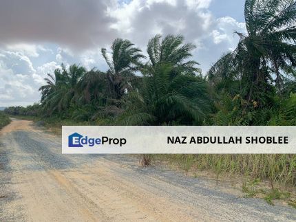 Palm Oil Plantation Kampung Lepau, Pengerang For Sale, Johor, Pengerang