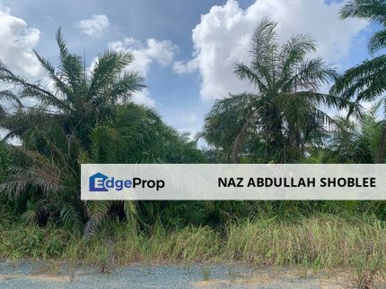 Palm Oil Plantation Kampung Lepau, Pengerang For Sale, Johor, Pengerang