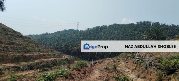 Palm Oil Plantation Rembau, Negeri Sembilan For Sale, Negeri Sembilan, Rembau