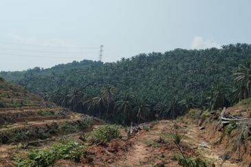 Palm Oil Plantation Rembau, Negeri Sembilan For Sale
