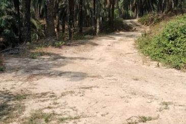 Palm Oil Plantation Rembau, Negeri Sembilan For Sale
