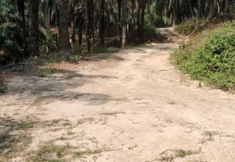 Palm Oil Plantation Rembau, Negeri Sembilan For Sale