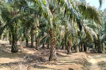 Palm Oil Plantation Rembau, Negeri Sembilan For Sale