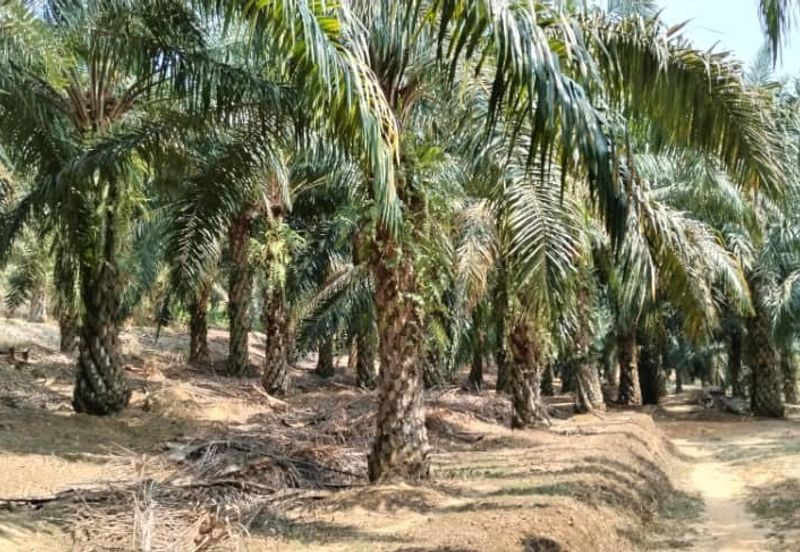 Palm Oil Plantation Rembau, Negeri Sembilan For Sale