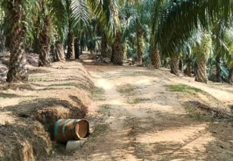 Palm Oil Plantation Rembau, Negeri Sembilan For Sale