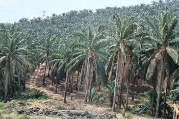 Palm Oil Plantation Rembau, Negeri Sembilan For Sale