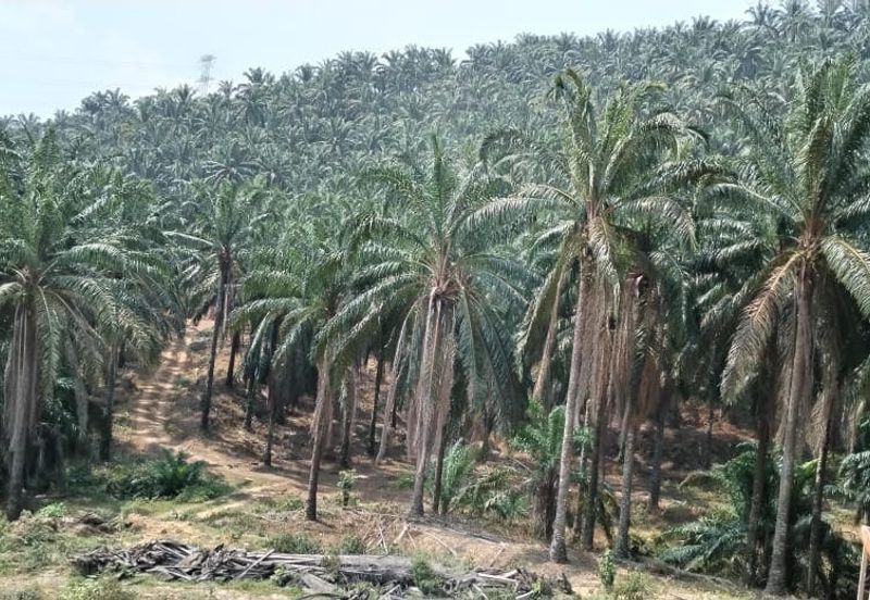 Palm Oil Plantation Rembau, Negeri Sembilan For Sale