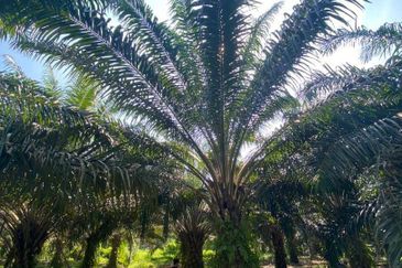 Agriculture Land Karak, Pahang For Sale