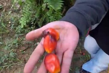 Agriculture Land Karak, Pahang For Sale