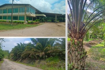 Agriculture Land Yong Peng, Johor For Sale