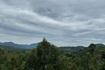 [NEXT TO KARAK TOLL PLAZA] Durian Orchard Bentong, Pahang For Sale