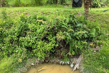 [NEXT TO KARAK TOLL PLAZA] Durian Orchard Bentong, Pahang For Sale