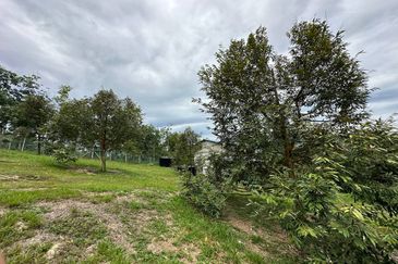 [NEXT TO KARAK TOLL PLAZA] Durian Orchard Bentong, Pahang For Sale