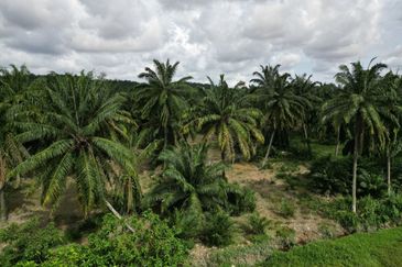 Residential Potential Development Land Saujana Aman, Bandar Seri Coalfields For Sale