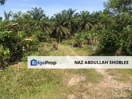 Kampung Ibok, Kemaman, Agriculture Land (Palm Oil) For Sale, Terengganu, Kemaman